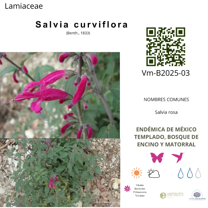 Salvia curviflora