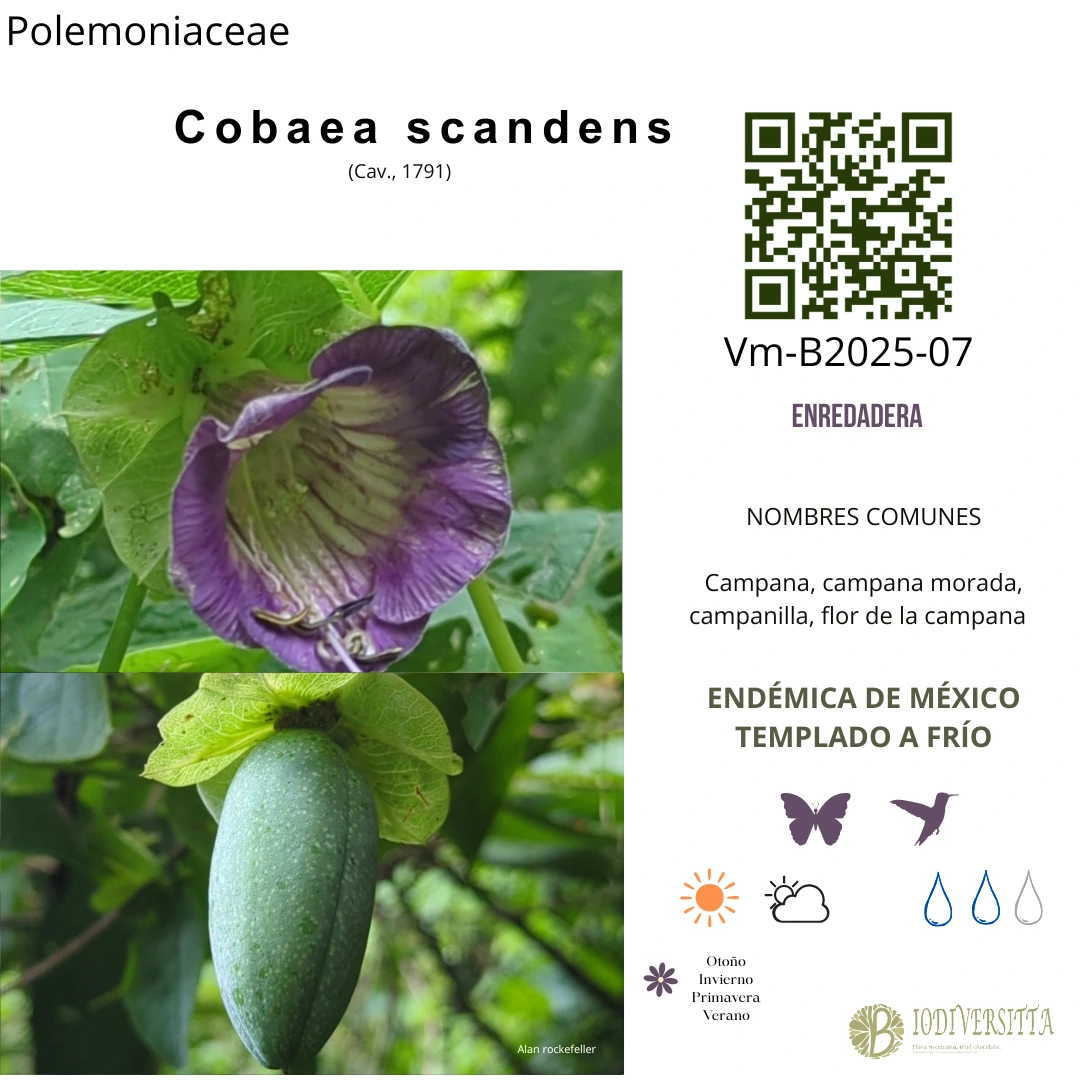 Cobaea scandens