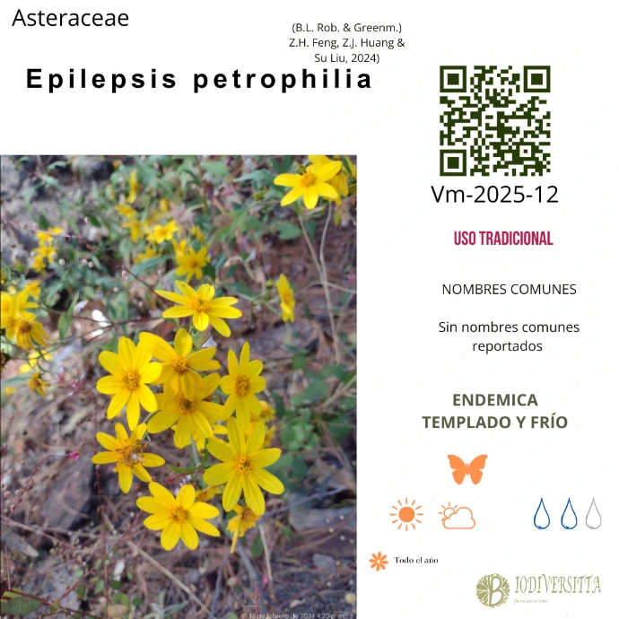 Epilepsis petropliloides